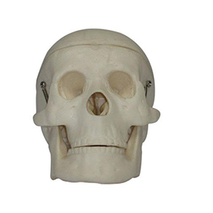 Miniature Plastic Skull